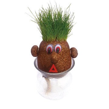 Jeroen Groen Grashoofd