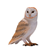 Mojo Wildlife Barn Owl - 381054