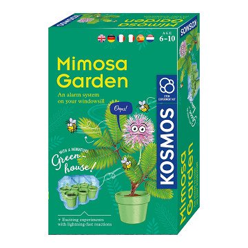 Wachsende Kosmos -Mimosenpflanzen