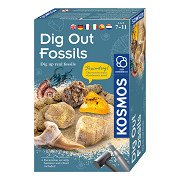 Kosmos Fossilien freilegen