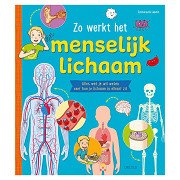 So funktioniert der menschliche Körper
