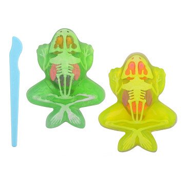 Science Explorer Frog Anatomy Slime