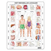 Larsen The Human Body, 35st.
