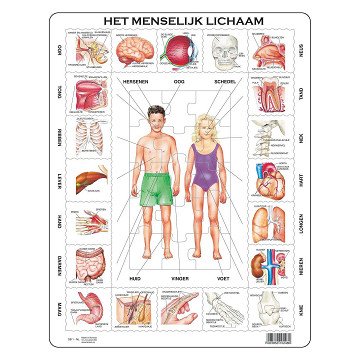 Larsen The Human Body, 35st.