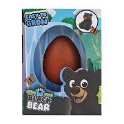 Groeiende Zwarte Beer in Ei