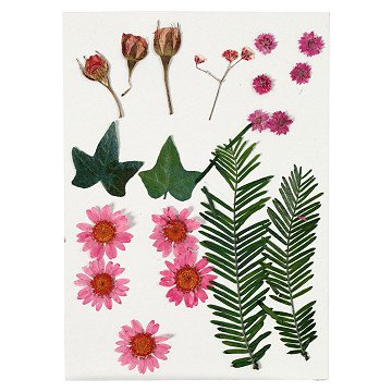Trockenblüten und Blätter Hellrot, 19St.