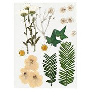 Getrocknete Blumen und Blätter, cremefarben, 19 Stk.