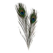 Peacock feathers, 10 pcs.