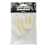 Hare's Tail Grass, 6 pcs.