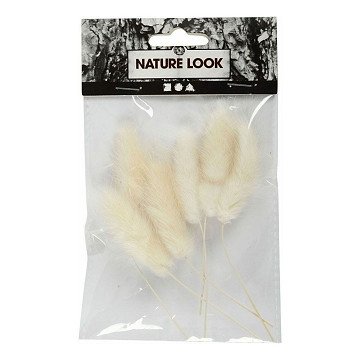 Hare's Tail Grass, 6 pcs.