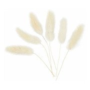 Hare's Tail Grass, 6 pcs.