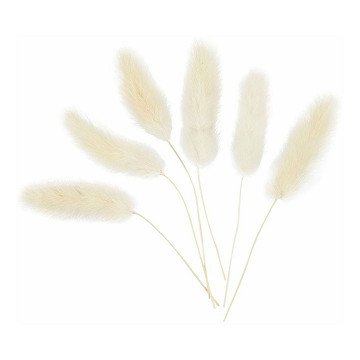 Hare's Tail Grass, 6 pcs.