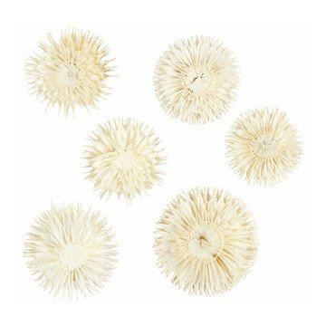 Dried Flowers