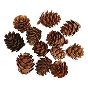 Larch cones, 12 pcs.