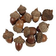 Acorns, 12pcs.