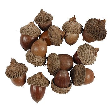 Acorns, 12pcs.