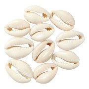 Shells White, 12pcs.