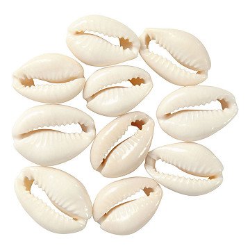 Muscheln Weiß, 12St.