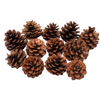 Colorations - Pine Cones, 12pcs.