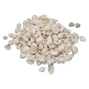 Colorations - Small Ark Shells, 500 grams