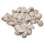 Colorations - Large Ark Shells, 500 grams