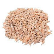 Colorations - Sea Shells Turrid, 400g