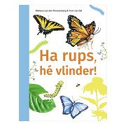 Und die Raupe, ihr Schmetterling! - AVI M4