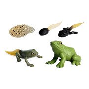 Life Cycle Frog Toy Figures Set